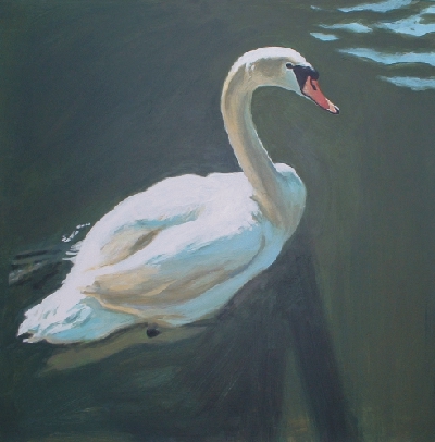 Mute Swan